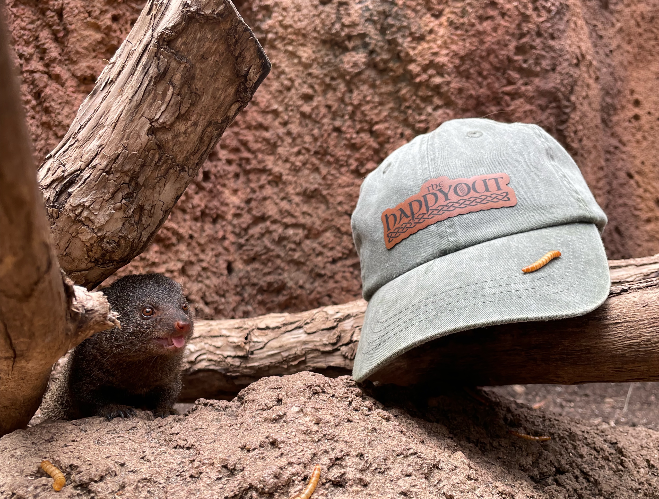mongoose Dwarf mongoose sitting next to green "The Happy Out" cap.